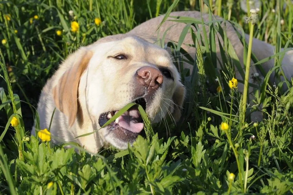 Image showcasing Why Do Dogs Eat Grass? Causes, Myths, and When to Worry